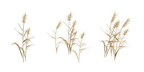 Reed cane thickets - a set of flat compositions. Vector illustration.  - obrazy, fototapety, plakaty