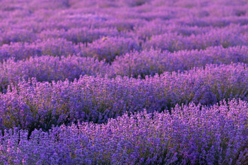 Fototapeta na wymiar Lavender field at sunset. Rows of blooming lavende to the horizon. Provence region of France.