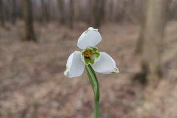 Closeup of common snowdrops, Galanthus nivalis, in forest. The first sign of spring. Macro of...