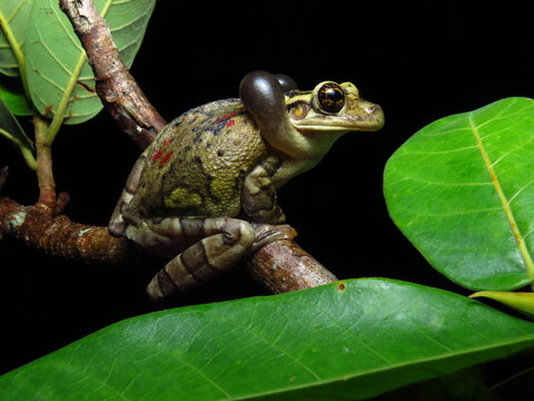Trachycephalus 이미지 찾아보기 388 스톡 사진, 벡터 및 비디오 Adobe Stock