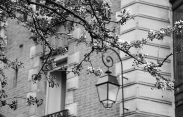 Spring in Paris, France. Blossoming Sakura tree and typical Parisian building at background. Black white historic photo