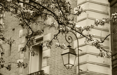 Spring in Paris, France. Blossoming Sakura tree and typical Parisian building at background. Sepia historic photo