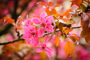 Sakura blossom. Bokeh. Closeup