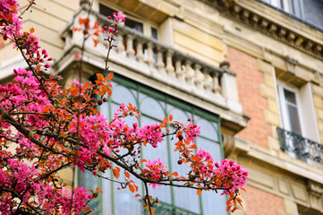 Fototapeta na wymiar Spring in Paris, France. Blossoming Sakura tree and typical Parisian building with blacony at background.