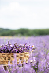 Harvesting season. Lavender bouquets and basket.