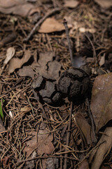 pine pineapple on a dried branch