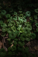 green leaves illuminated by the sun