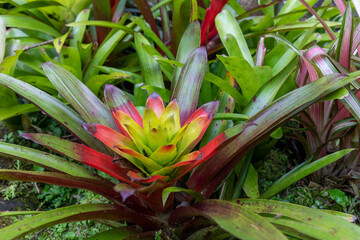Colorful bromeliad in the tropical rainforest of Costa Rica