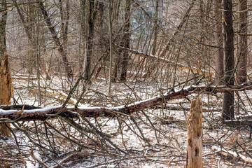 winter in the forest of new england