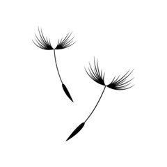 Vector illustration dandelion time. Dandelion seeds blowing in the wind. The wind inflates a dandelion isolated in white background. Black and white.