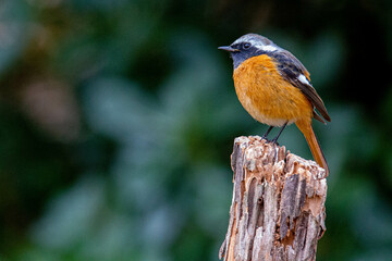 ジョウビタキオス