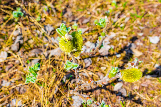 Fluffy wild plants on Veslehødn Veslehorn mountain Hemsedal Norway.