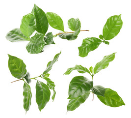 Branches with fresh green leaves of coffee plant on white background, collage