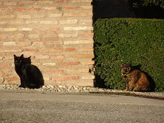 [Spain] A Black cat and tortoiseshell cat sitting on the roadside (Granada)