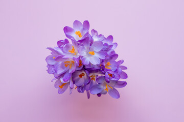 bunch of first spring flowers crocuses or saffron on a pink background.