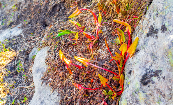 Colorful wild plants on Veslehødn Veslehorn mountain Hemsedal Norway.