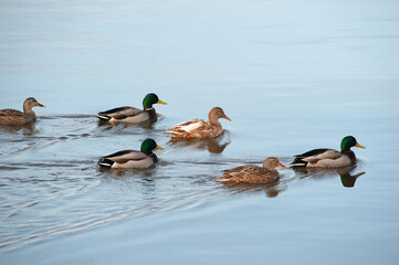 ducks in the water