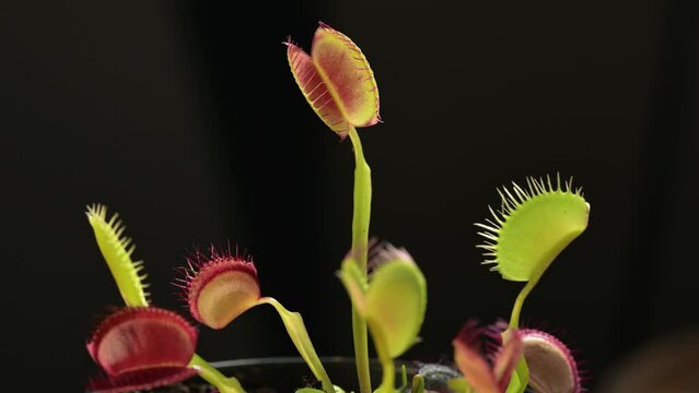 Fly trap video sale
