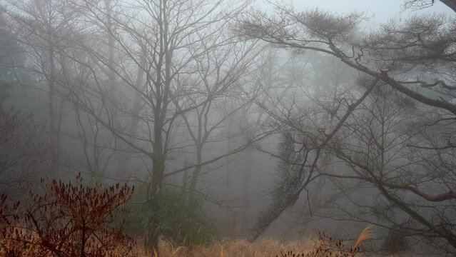 深い霧に包まれる森の風景「パン移動」