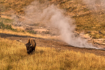 Bison in Yellowstone National Park