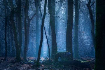 A gloomy mysterious foggy blue forest
