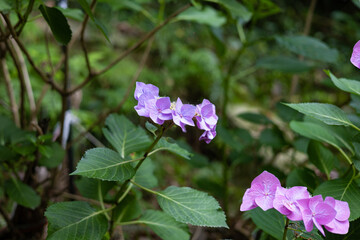 EOSRP.広島市内、平たいアジサイ。