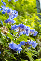 EOSRP.広島市内、日差しとボケみアジサイ。