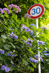 EOSRP.広島市内、アジサイ30