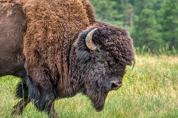 Zelfklevend Fotobehang Bison in Custer State Park © brent coulter