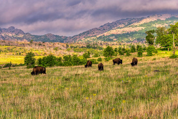Fototapeta na wymiar Bison in Custer State Park