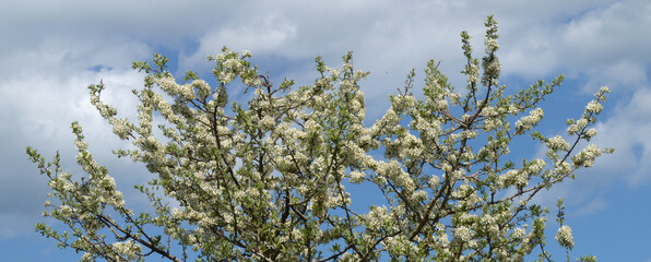 Blossoming tree - Spring 1