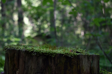 Forest wooden stump with moss. Podium for the presentation of eco products and cosmetics