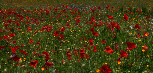 Common poppy filed - corn poppy - corn rose - field poppy - Flanders poppy - Red poppy 2
