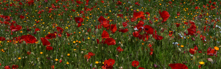 Common poppy filed - corn poppy - corn rose - field poppy - Flanders poppy - Red poppy 2 