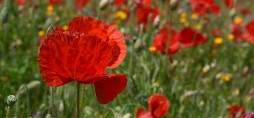 Common poppy filed - Corn poppy - Corn rose - Field poppy - Flanders poppy - Red poppy 1