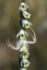 Spider on Orchid - Spider on a flowe - Thomisus onustus over Spiranthes spiralis - Wild orchid