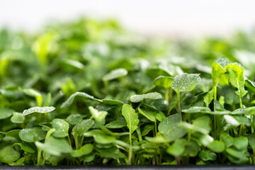 Microgreens