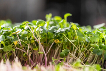 Microgreens