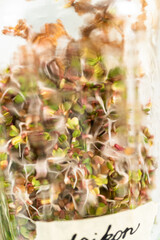 Growing sprouts in a jar