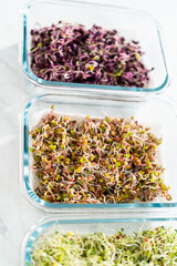 Growing sprouts in a jar