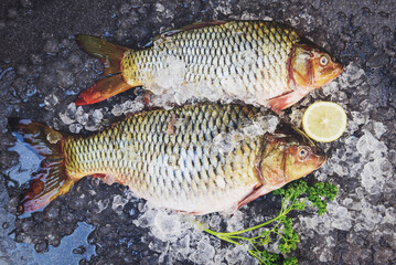 Fresh raw fish on ice for cooked food with lemon on dark background, Common carp freshwater fish market, Carp fish
