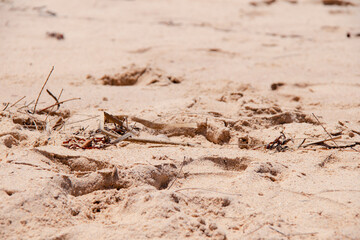 Beach Sand Background Textured Effect