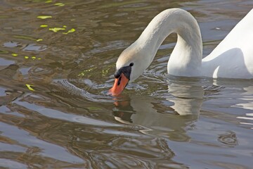 White swan on the background of blue water. Waterfowl.
