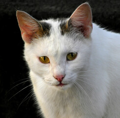 Dark background with a sitting cat. Black and white domestic bred sitting cat.