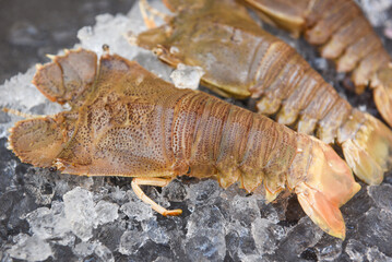 Raw flathead lobster shrimps on ice, fresh slipper lobster flathead for cooking on dark background...