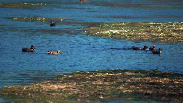 Wide shot showing swimming Gadwell Ducks in river during sunny day outdoors (Mareca strepera)