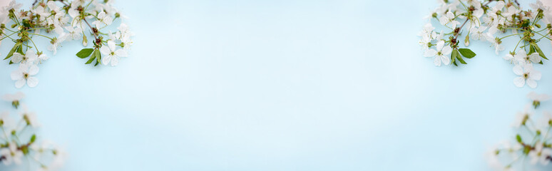 Banner Spring white cherry blossom branches on blue. Floral pattern. Space for text. Banner or template. View from above, flat lay.
