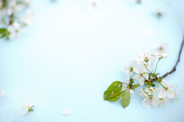 Obraz na płótnie Canvas Spring white cherry blossom branches on blue. Floral pattern. Space for text. Banner or template. View from above, flat lay.