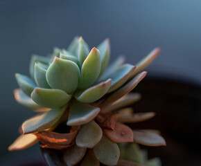 Succulent plants on a terrace in Bogota Colombia