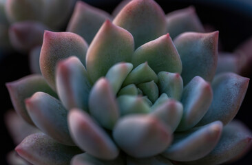 Succulent plants on a terrace in Bogota Colombia